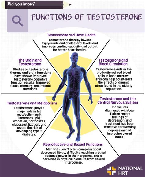 Testosterone: What It Is, Function & Levels 